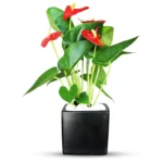 Антуриум горшечный комнатный